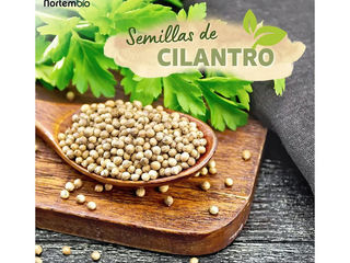 100uns semillas de cilantro 200 g 100% natural – granos de coriandro enteros sin gluten, sin aditivo